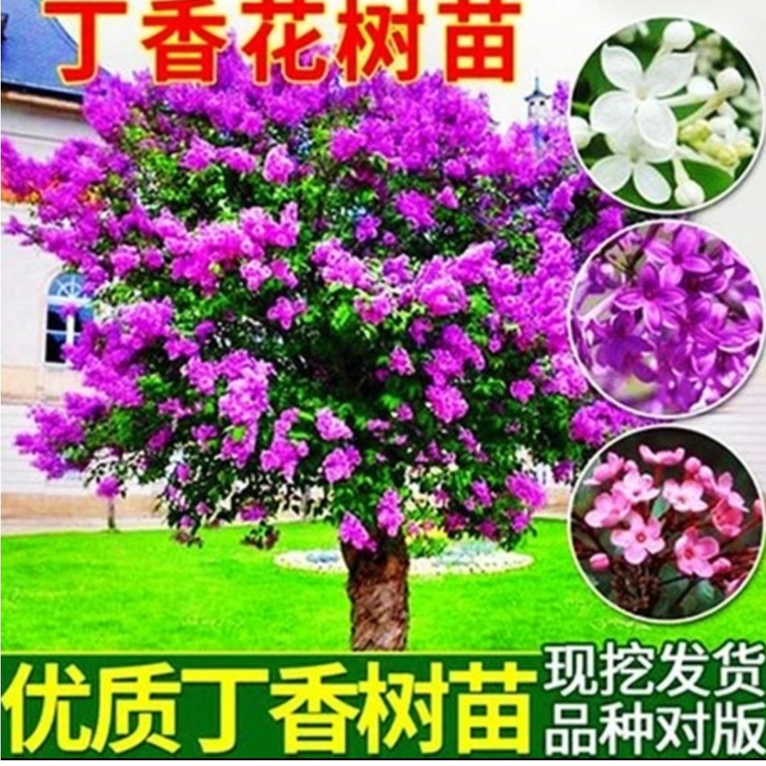 丁香花树苗紫丁香花苗盆栽花卉庭院地栽植物观赏绿化苗木当年开花