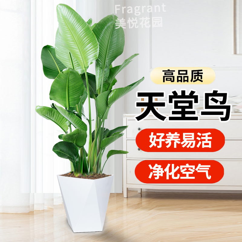 【花之亲爱】1.2-1.3米天堂鸟鹤望兰懒人大型家庭绿植养活客厅HY