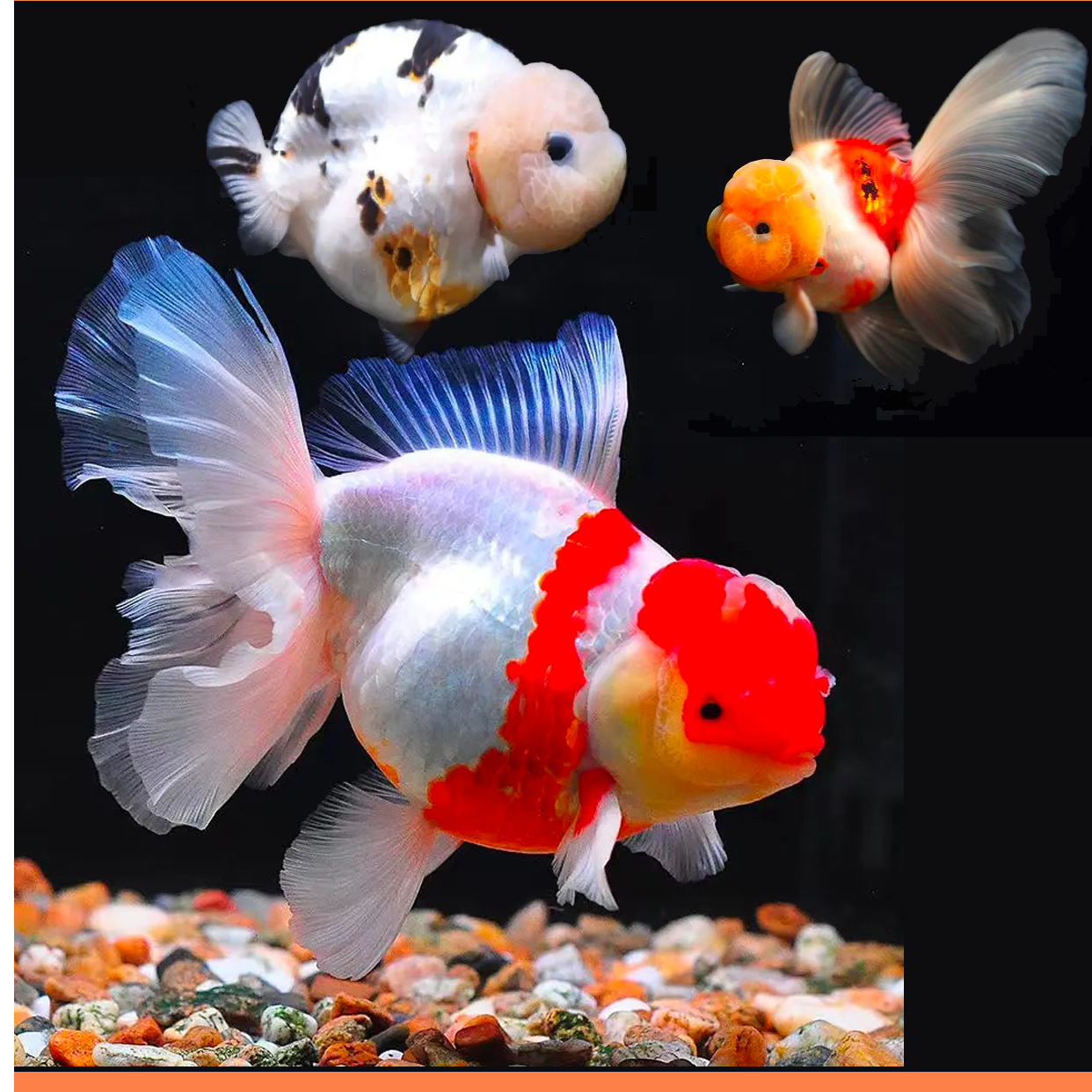 直播间 补差价价格 拍兰寿 泰狮专用