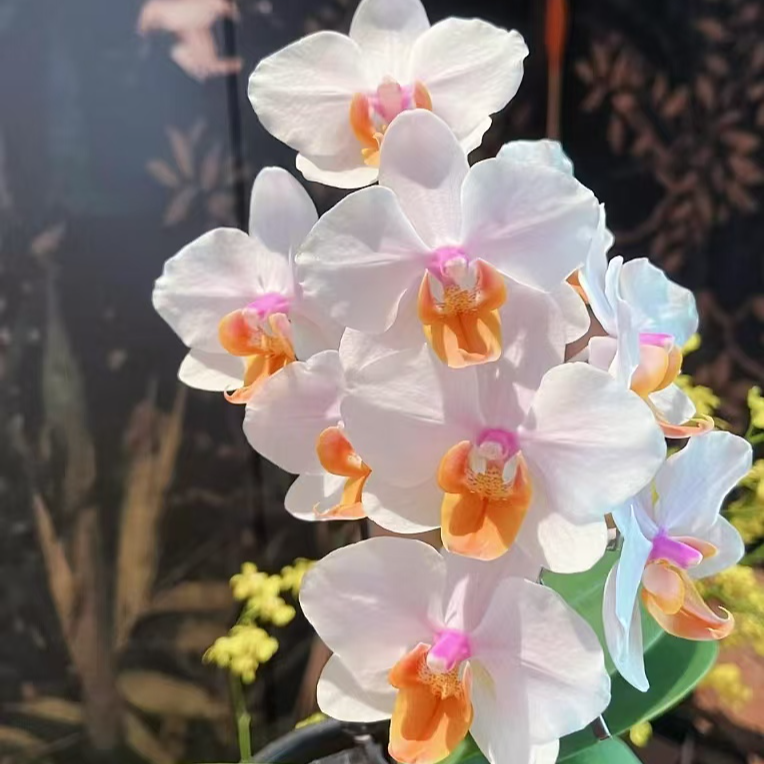 双花剑《豆蔻佳人》3.0寸杯蝴蝶兰花苗