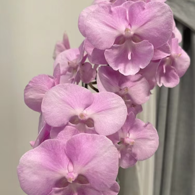 双花剑《CH2004》3.5寸杯蝴蝶兰花苗