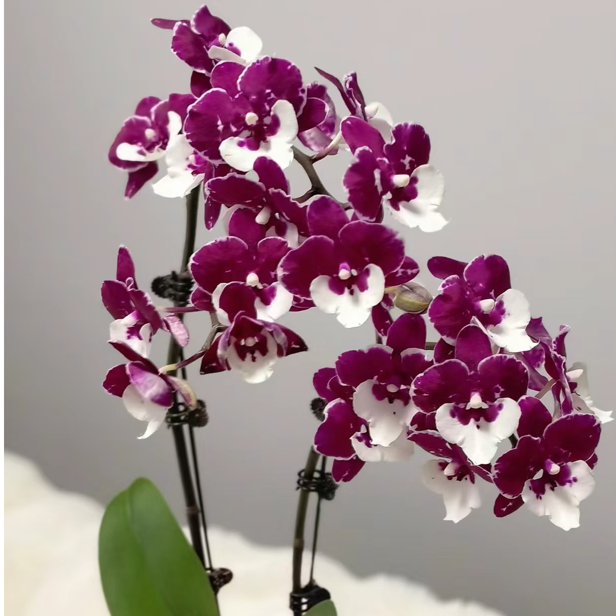 双花剑《圣诞老人》3.0寸杯蝴蝶兰花苗