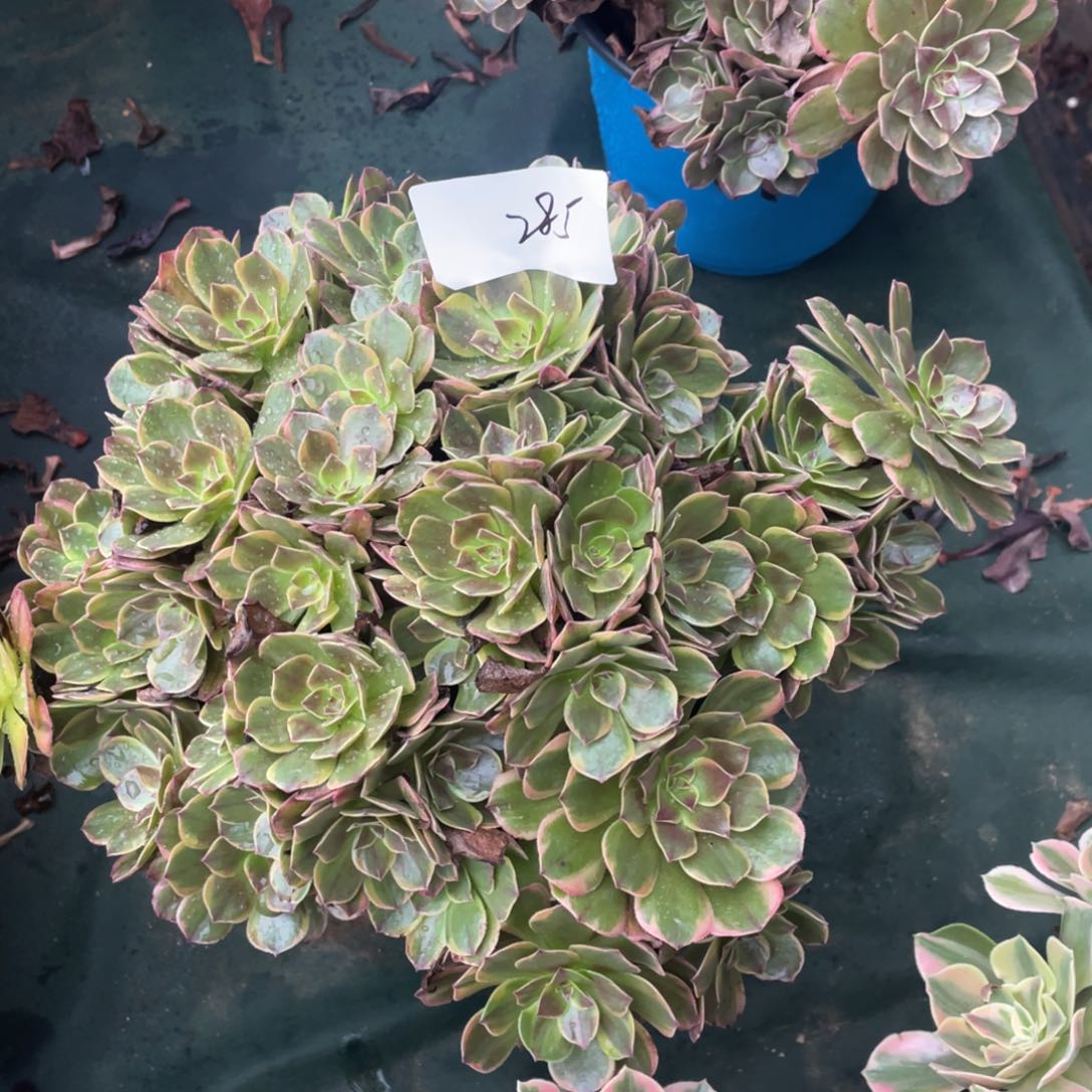 老五多肉285111111