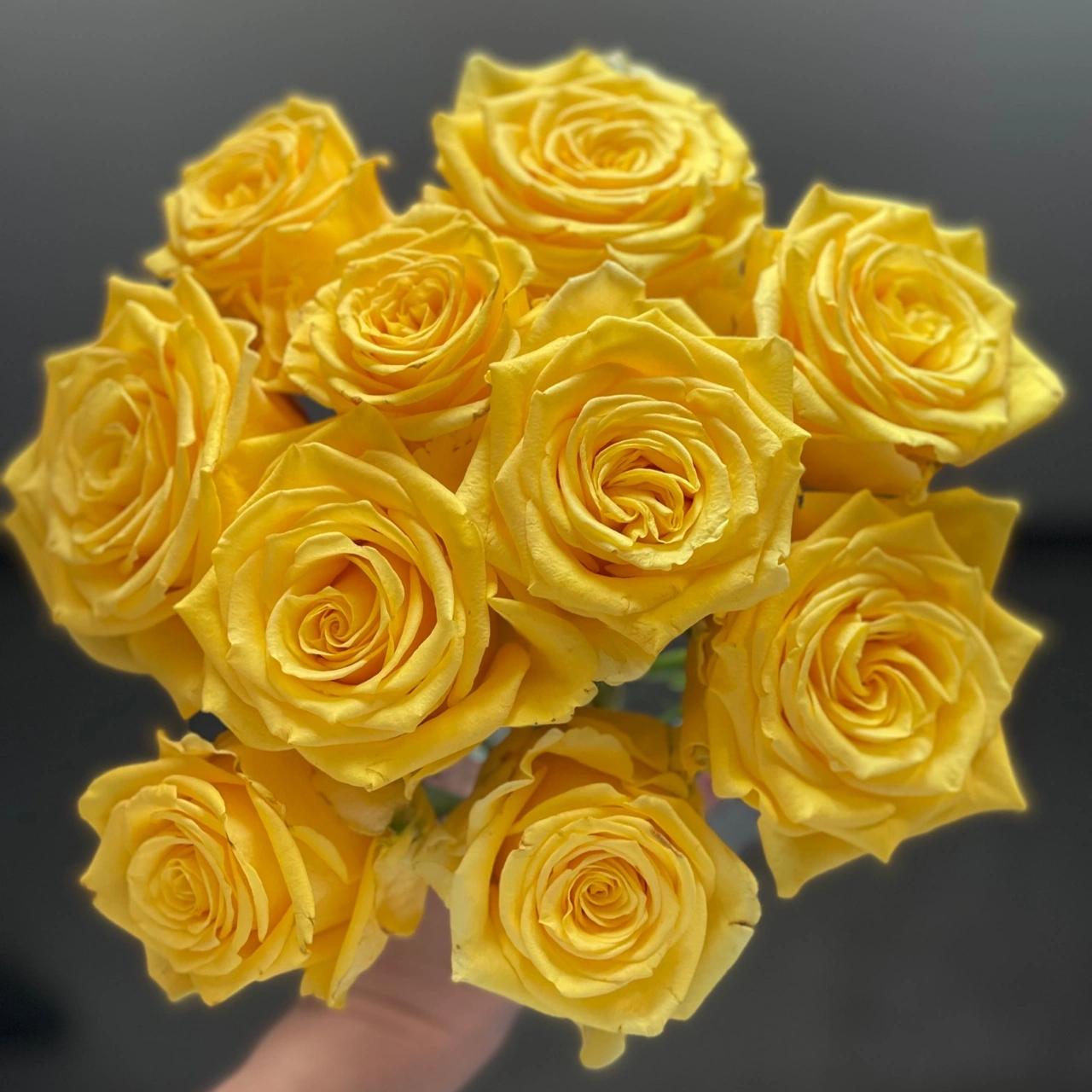 【金枝玉叶玫瑰】 两单升级空运 鲜花玫瑰 昆明基地直发