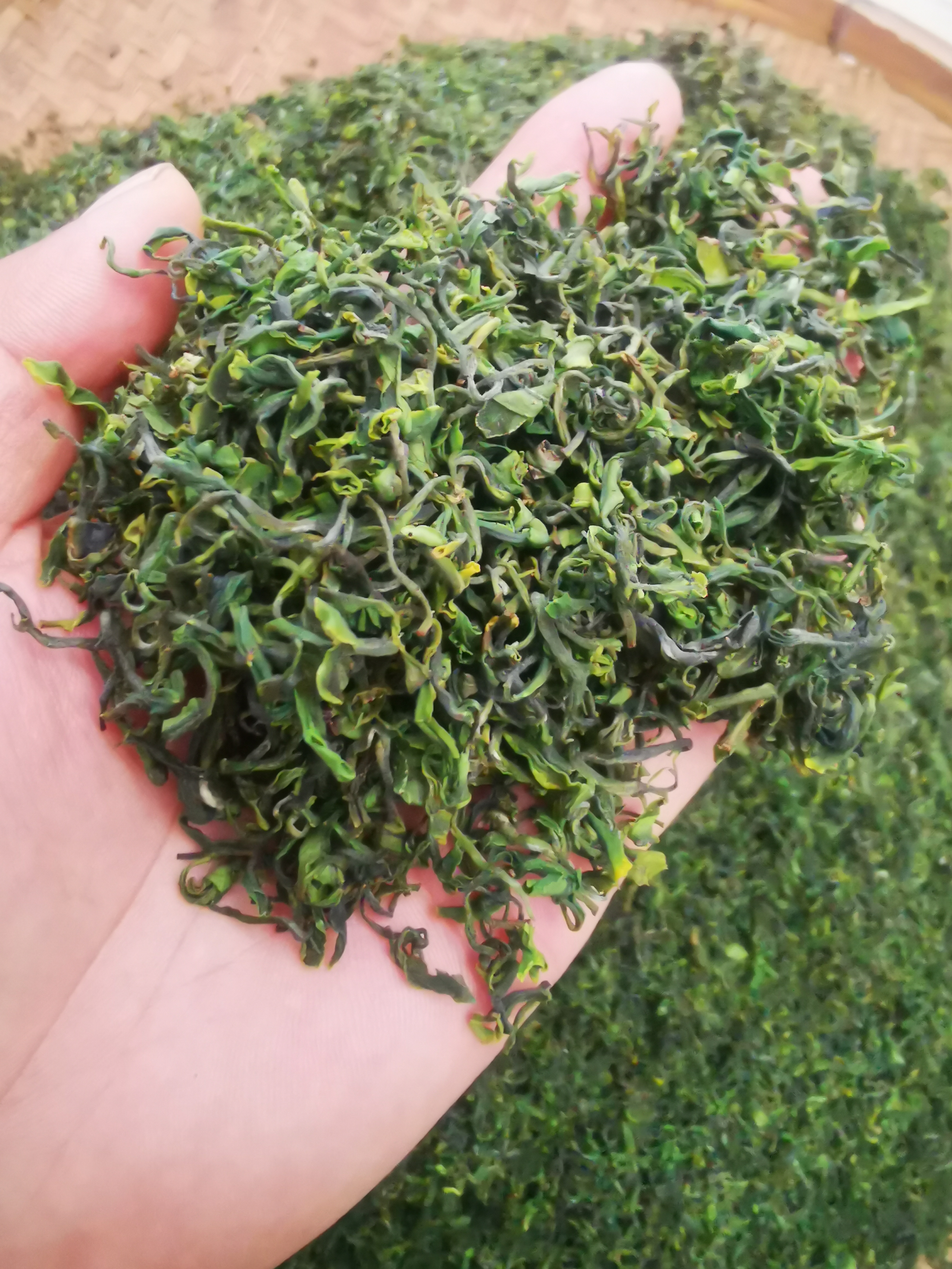 日照绿茶2025新茶散装板栗香有机肥种植