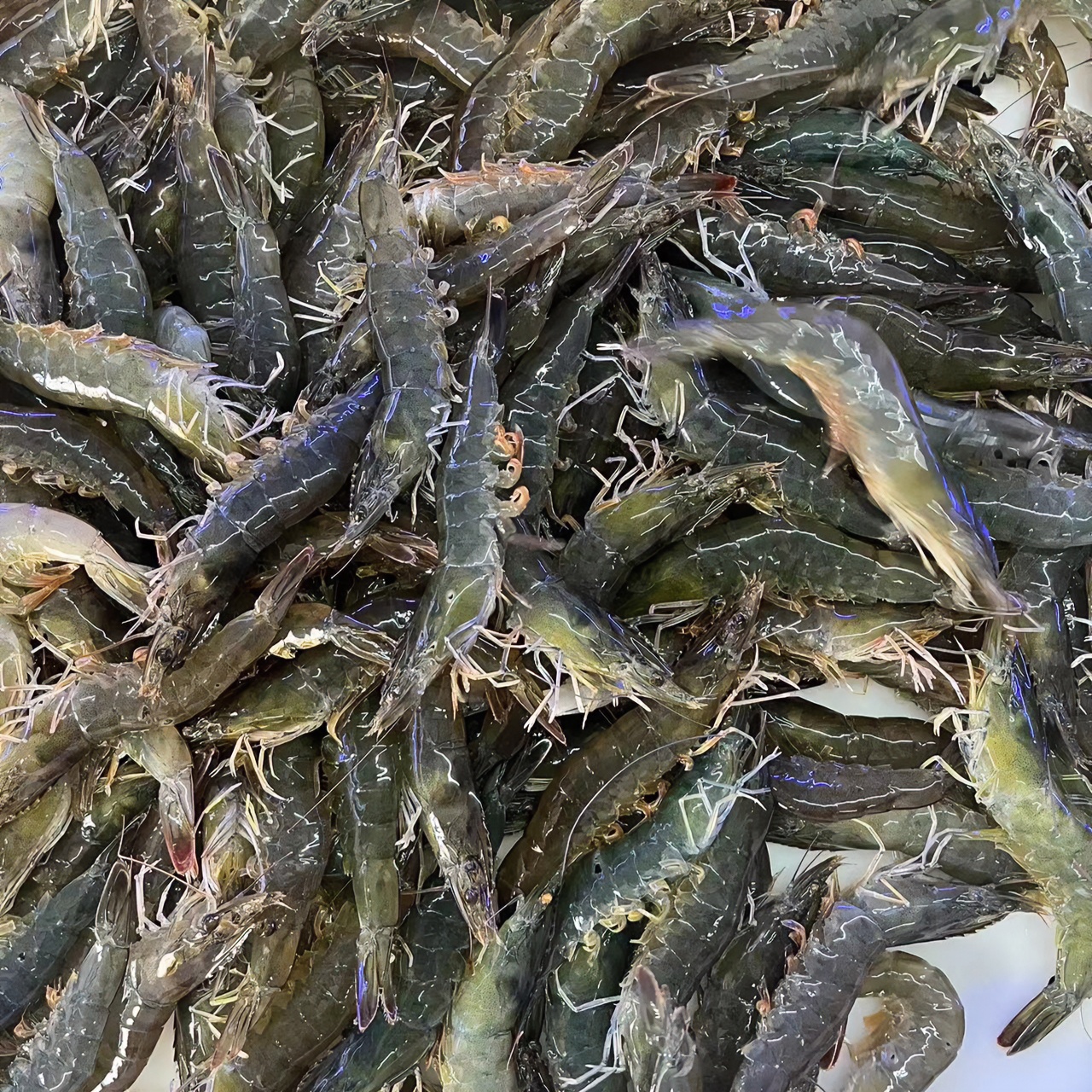 H当日活虾捕捞到手每斤17到20条左右 活体单冻，独立包装，4斤