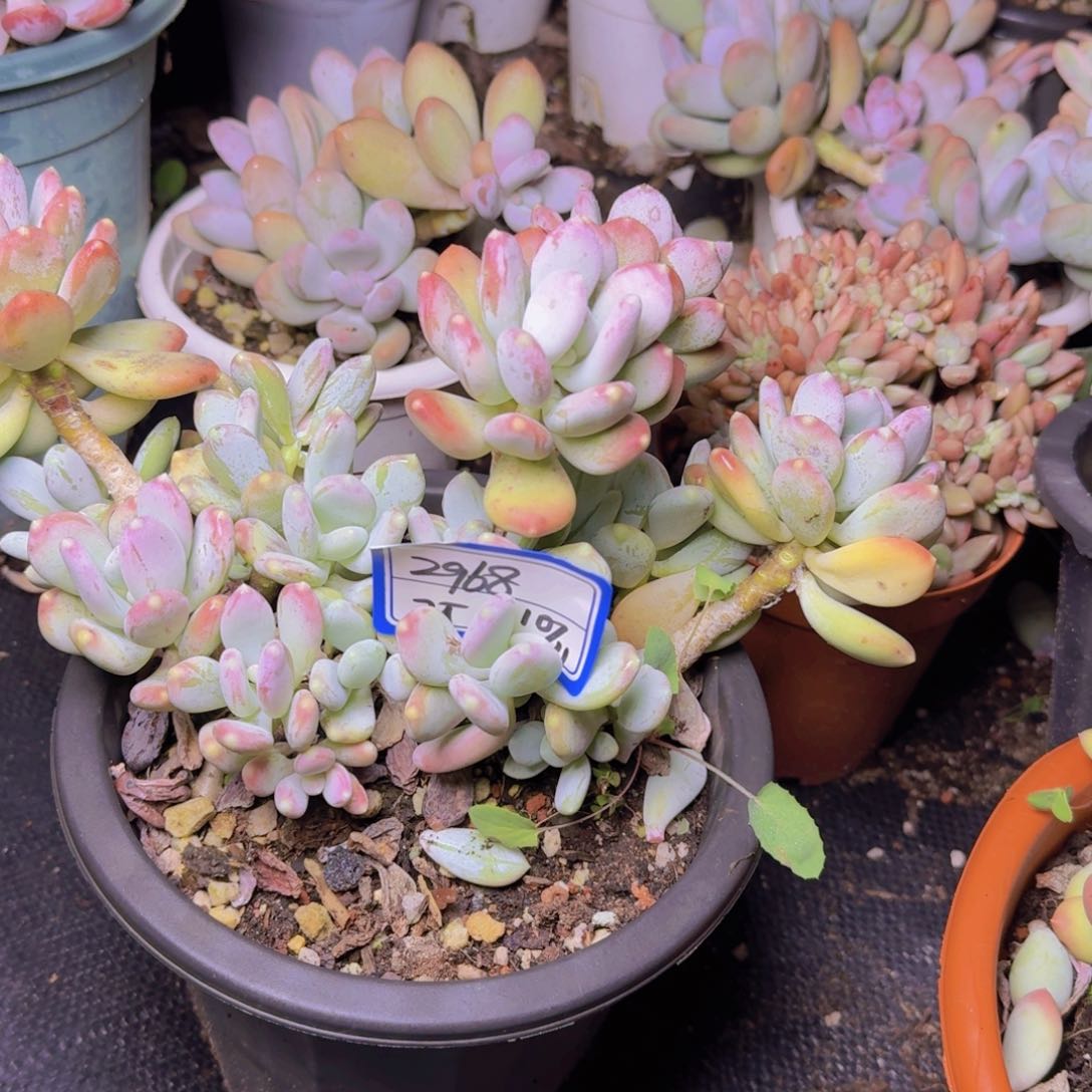 用****82968稻田姬