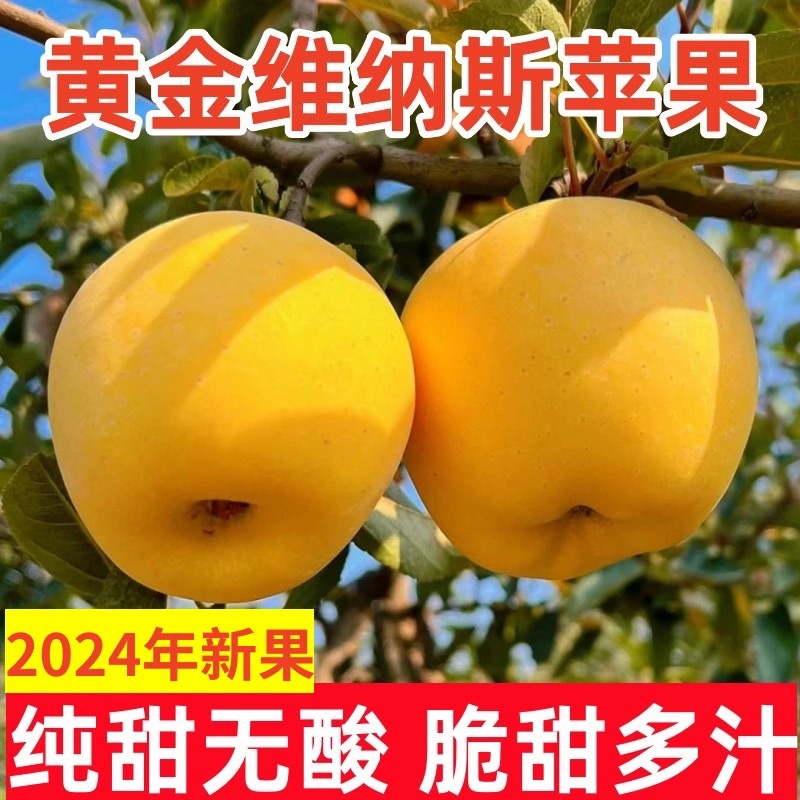 烟台黄金维纳斯苹果新鲜水果正宗当季整箱甜奶油苹果产地直发大果