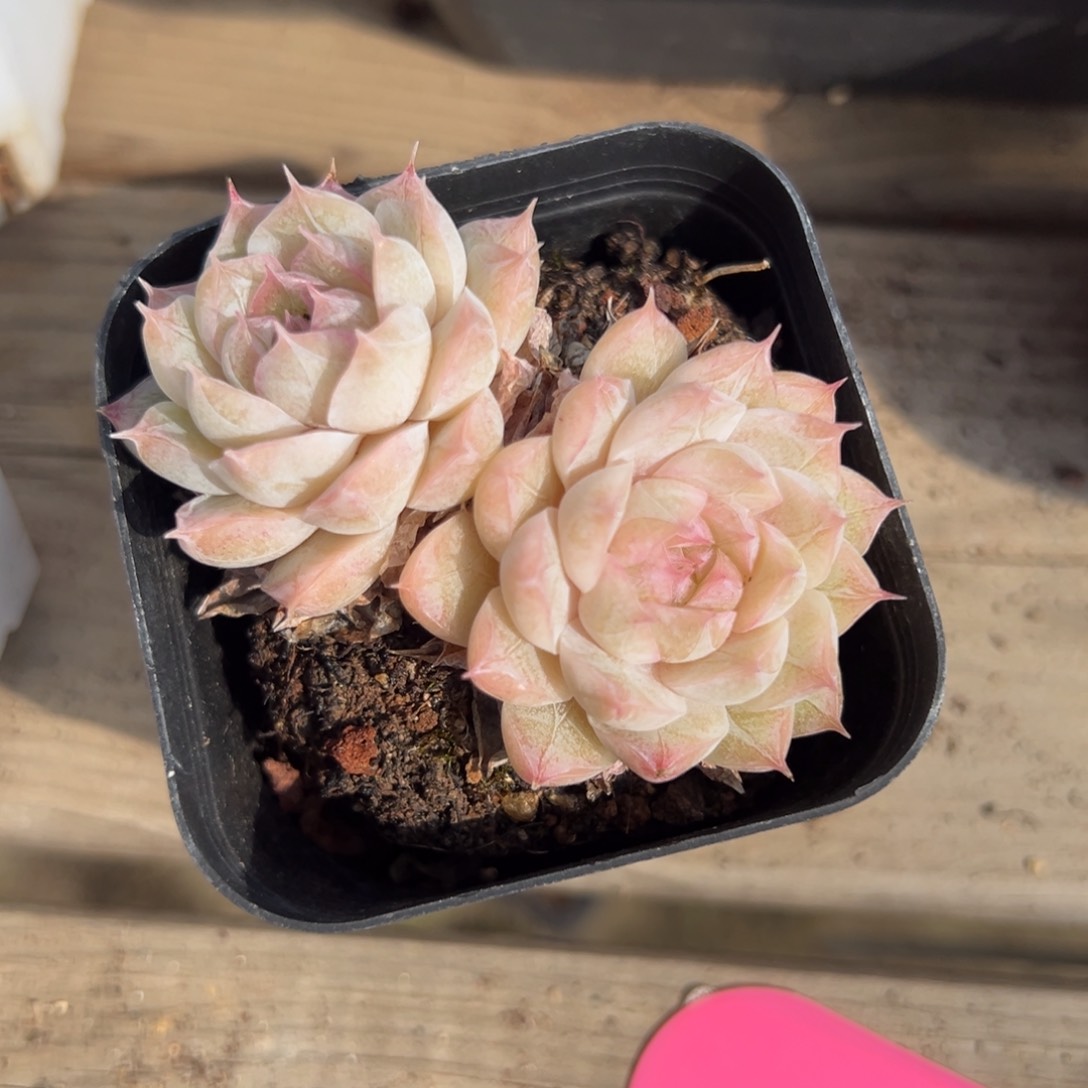 优选女王福利7404