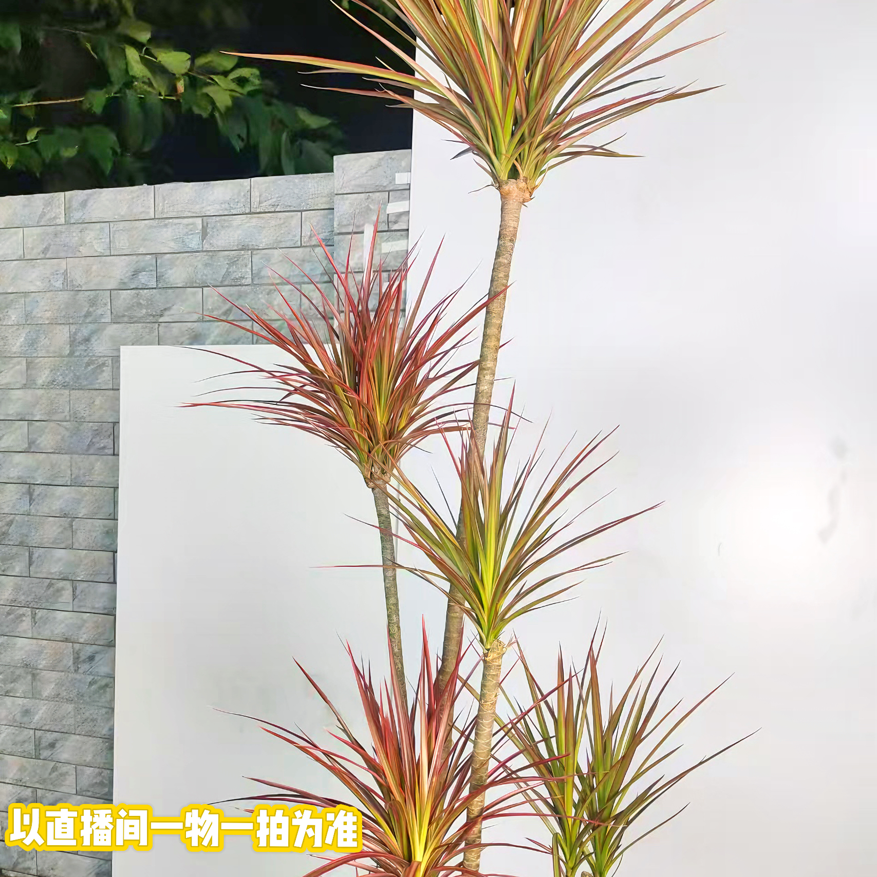 千年木大型盆栽马尾铁好养办公室客厅阳台龙血树植物室内七彩铁