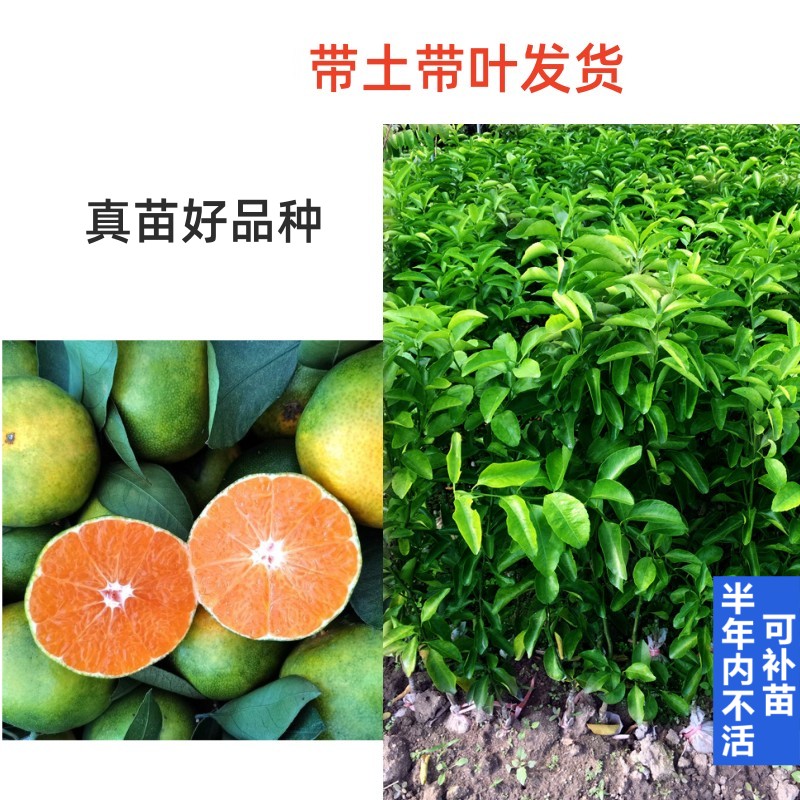 绿皮桔子青龙果清香桔初恋果青皮蜜桔树苗嫁接苗巴西蜜柑南方北方