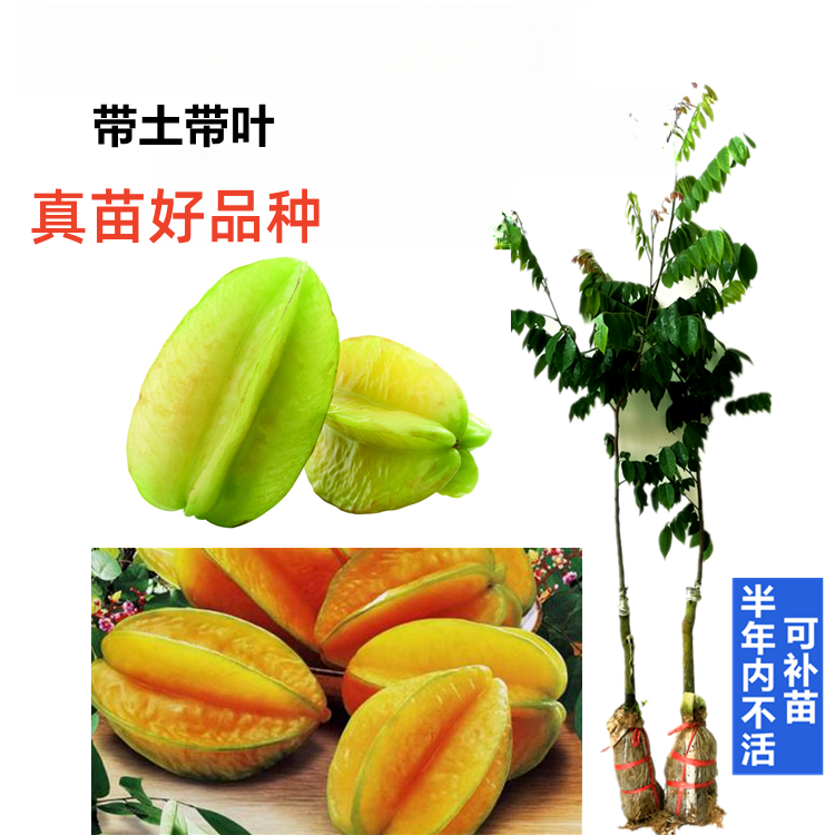 改良配种特大台湾四季甜杨桃苗嫁接苗果树苗木当年四季南方