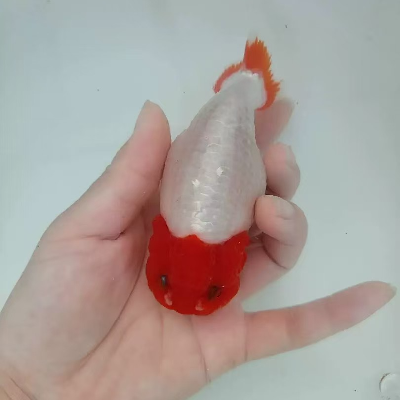 精品兰寿 特色兰寿 渔场直发 一鱼一价 