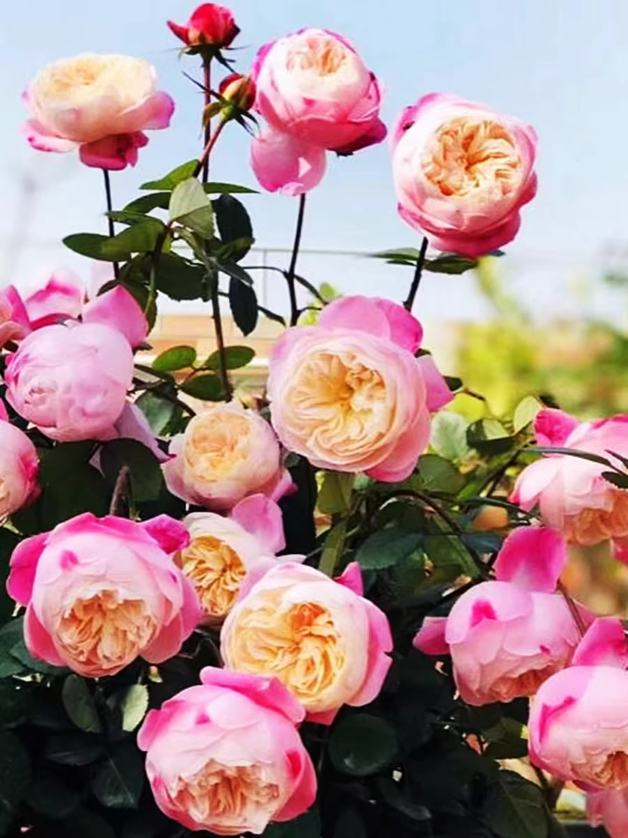 和室   【中苗】月季花苗浓香多季勤花卉包子颜色多变庭院植物