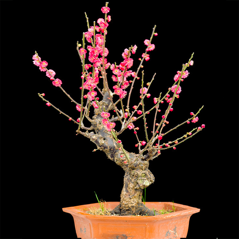 红梅梅花盆栽树苗老桩带花苞耐寒耐热室内庭院浓香型四季花卉植物