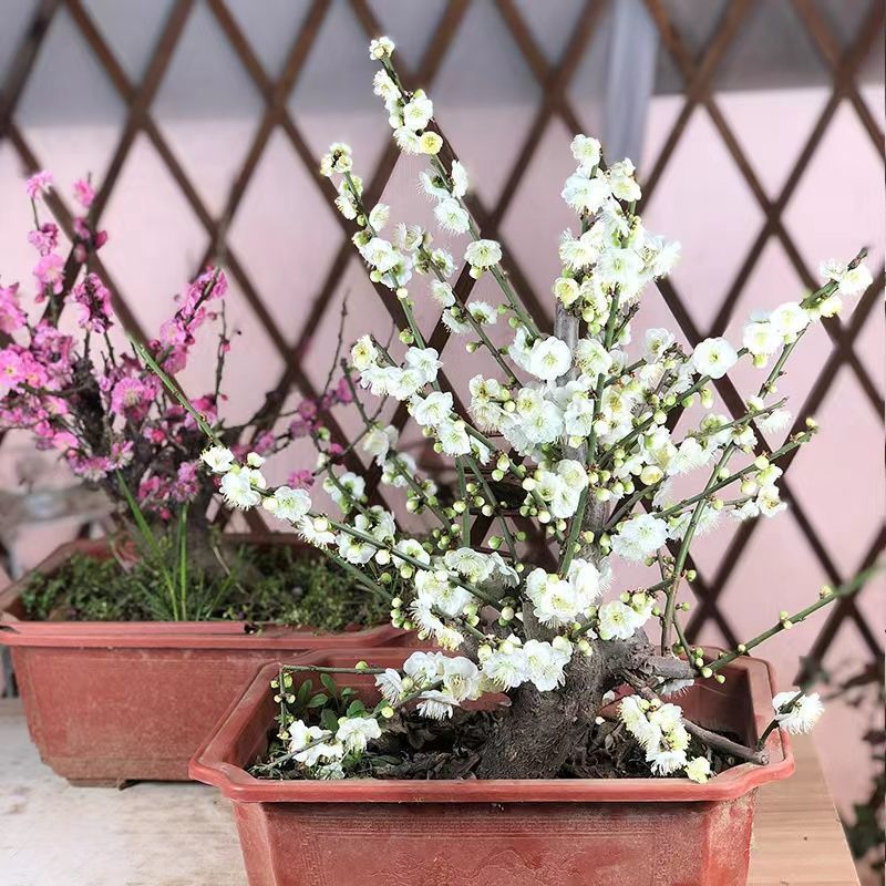 绿梅盆栽老桩盆景耐寒植物庭院阳台绿萼梅花地栽绿花原生红梅树苗