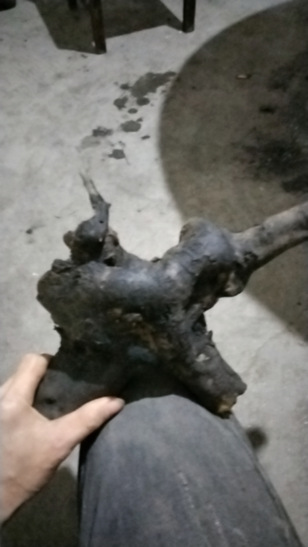 瓶兰花盆景素材。