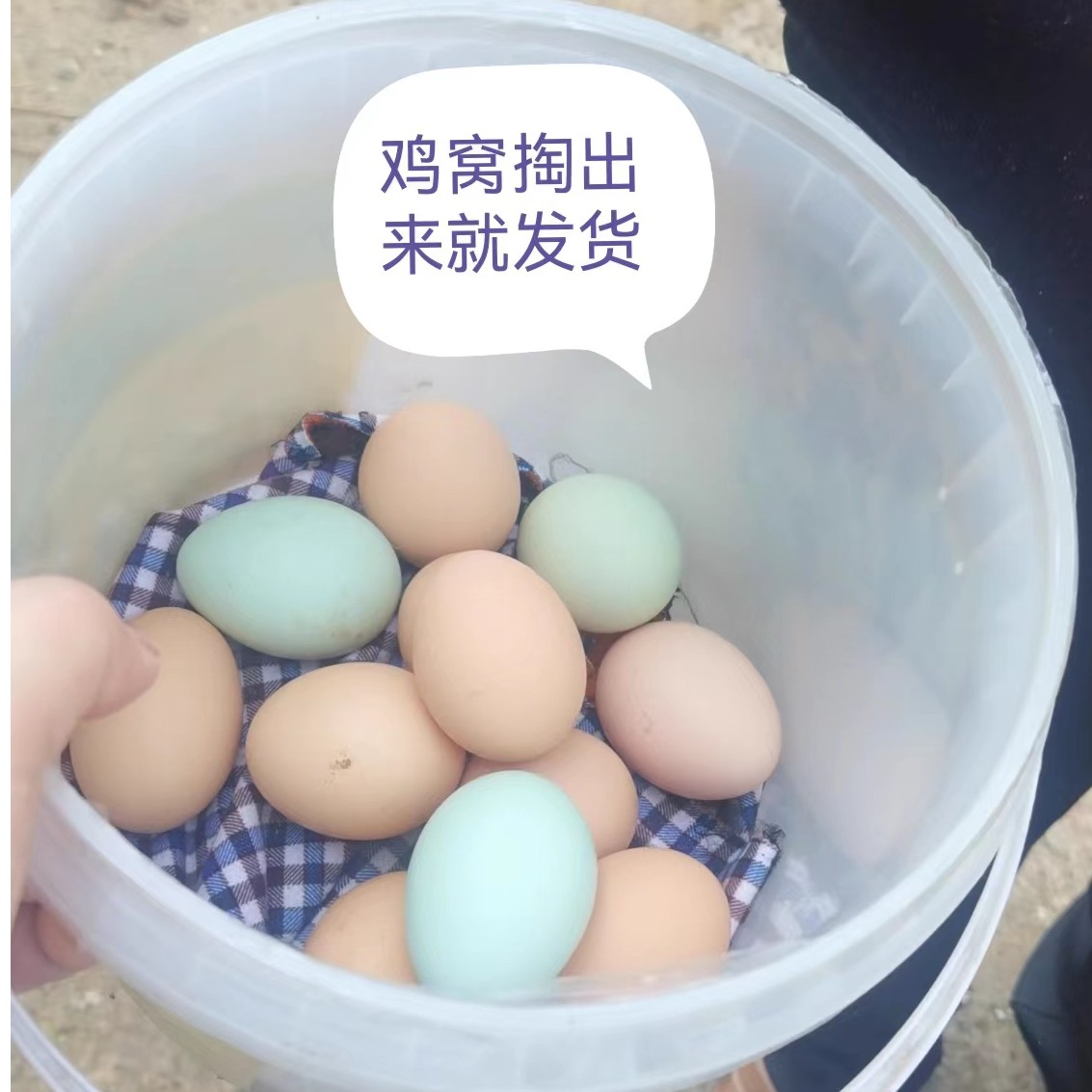 海燕家农村土鸡蛋农户散养粮食喂养正宗土鸡蛋50个装