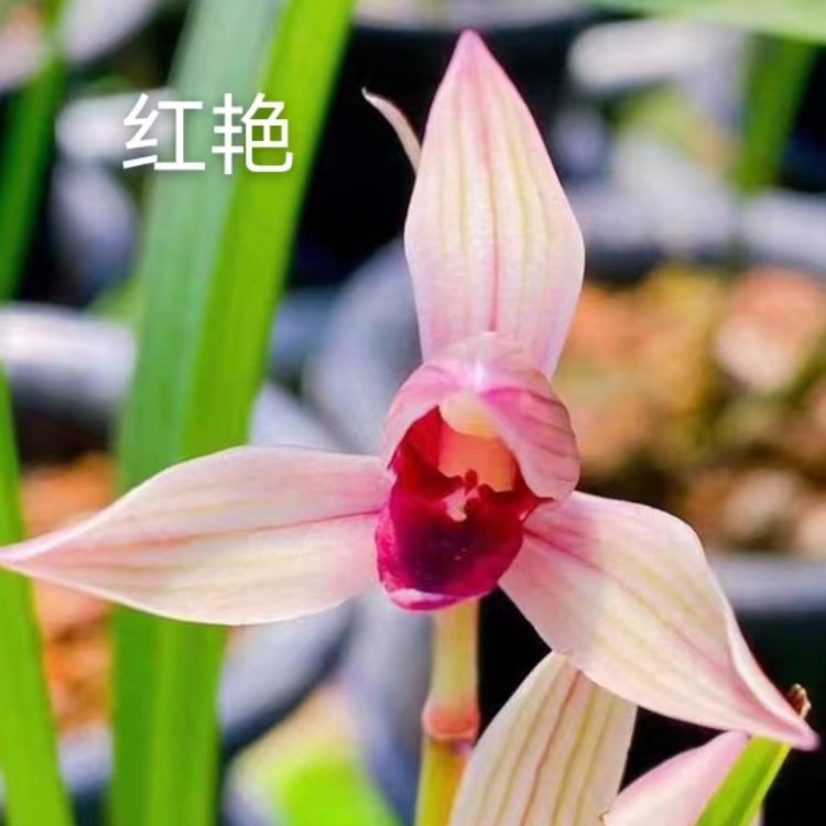 兰花一物一拍专用链接（非请勿拍）