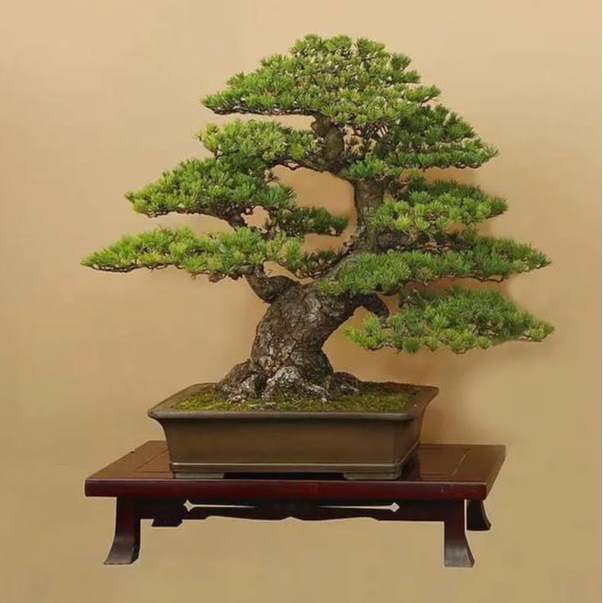 盆景花卉一物一拍实物以直播间为主
