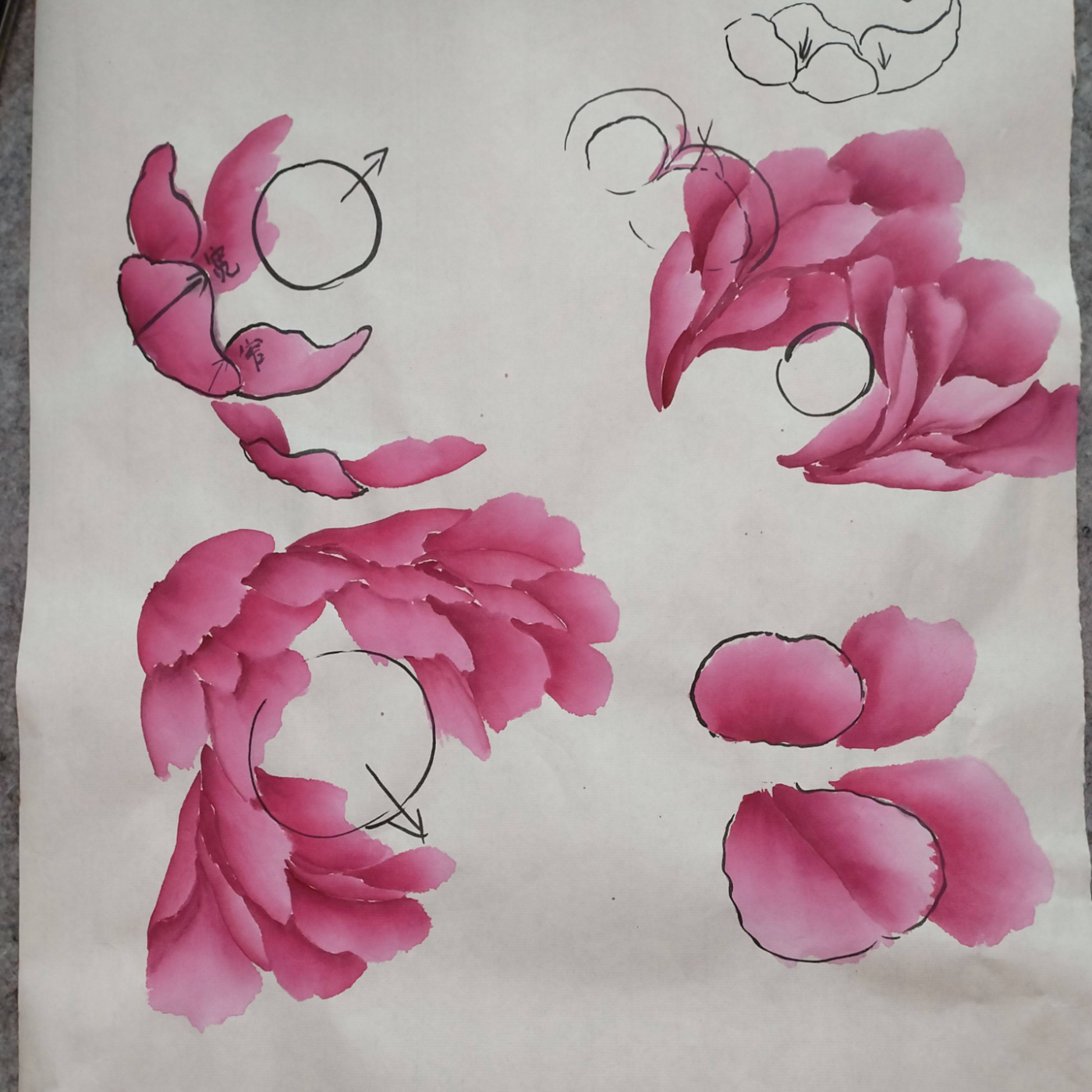 王芬老师小写意牡丹零基础体验课