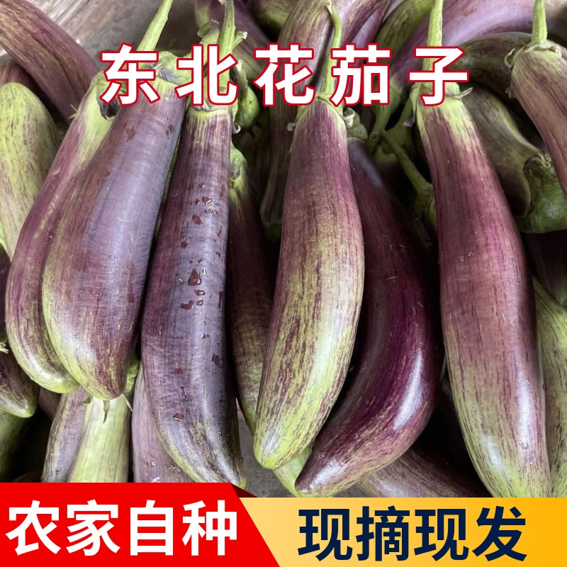东北面包茄子优质花茄子新鲜农家自种1斤/3斤/5斤黑土地种植吉林