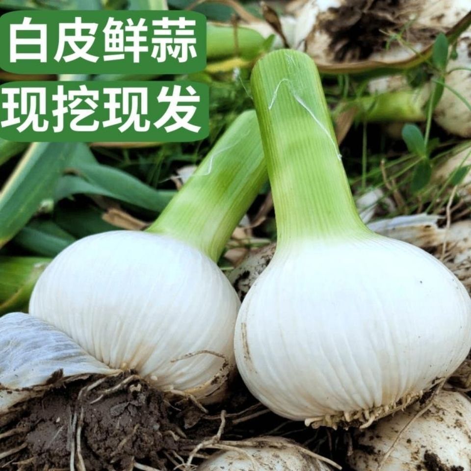 东北青蒜2025年新蒜大蒜白皮蒜可腌制糖醋蒜咸蒜2斤5斤