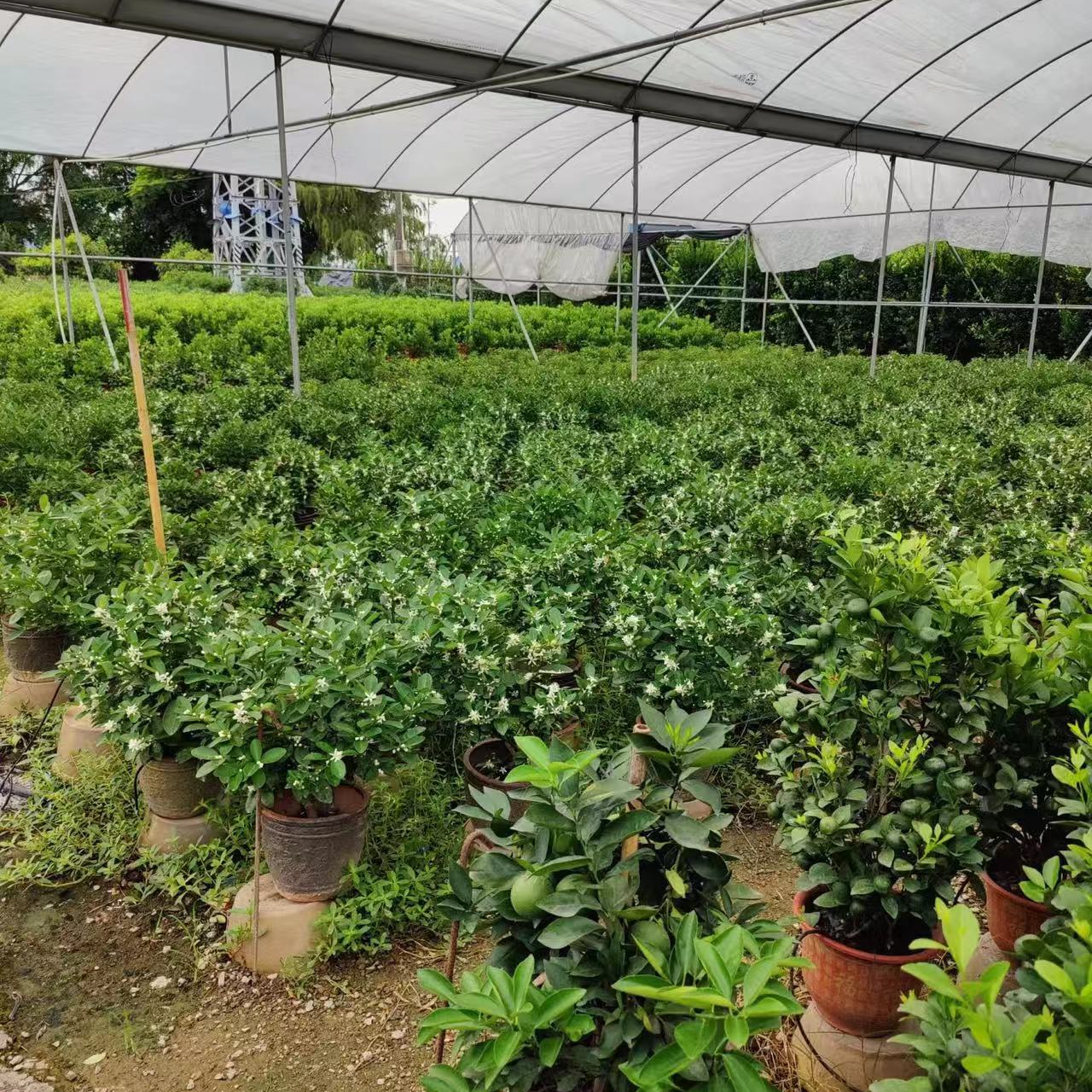 绿植盆景一物一拍