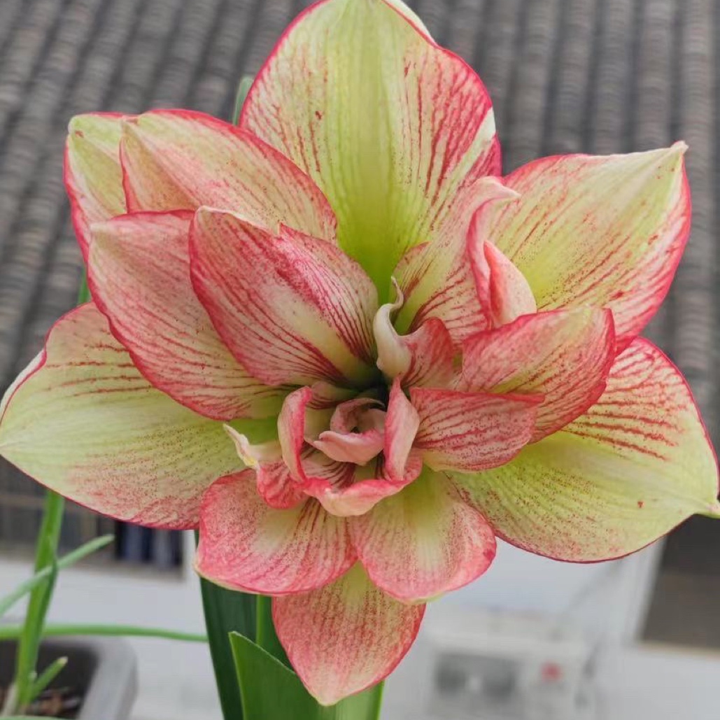 蔓越莓 朱顶红（0度以下及偏远地区请勿直接拍，先沟通）