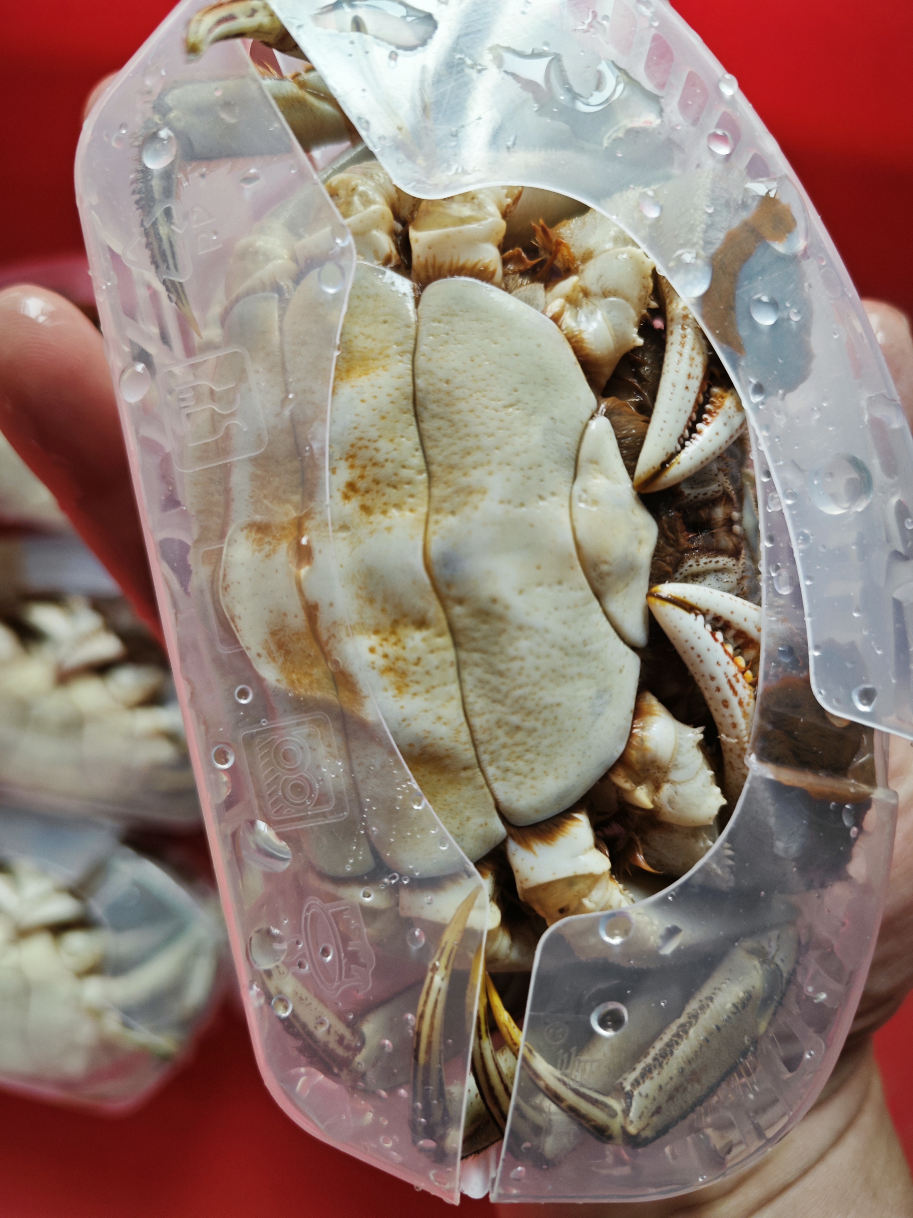 (母蟹套餐)黄河口大闸蟹2.5两母蟹6只