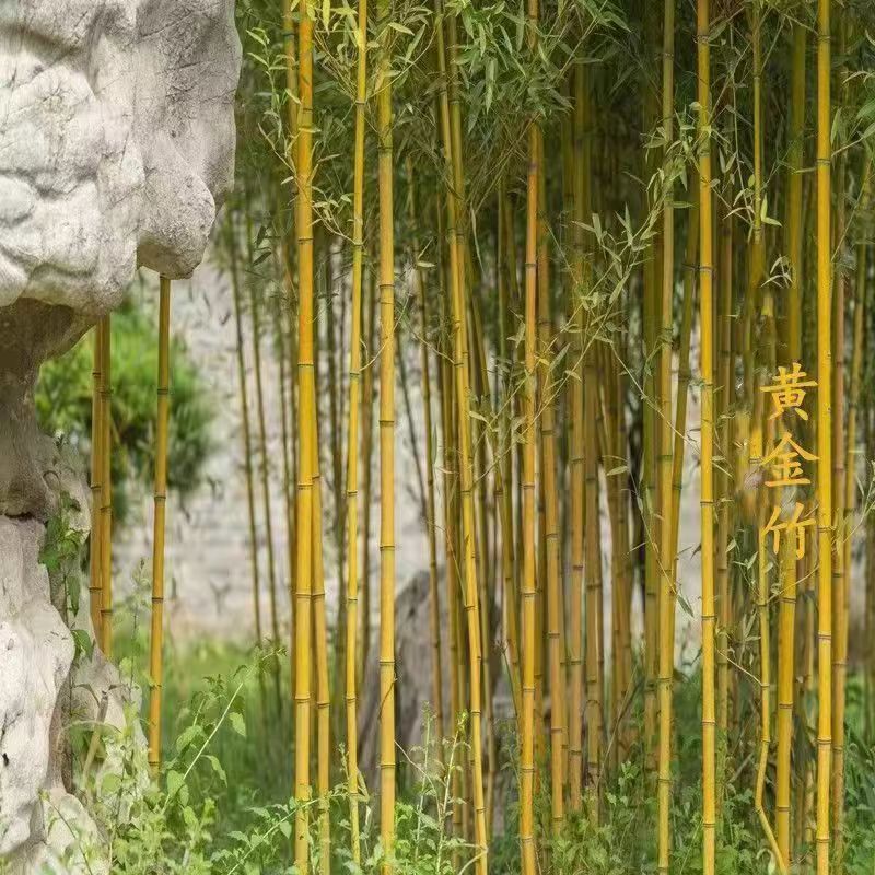 黄金竹子金镶玉竹子苗四季庭院种植观赏景观竹竹室外黄金竹盆栽竹