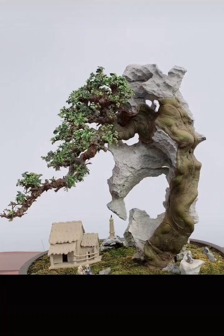 附石榆树盆景等等