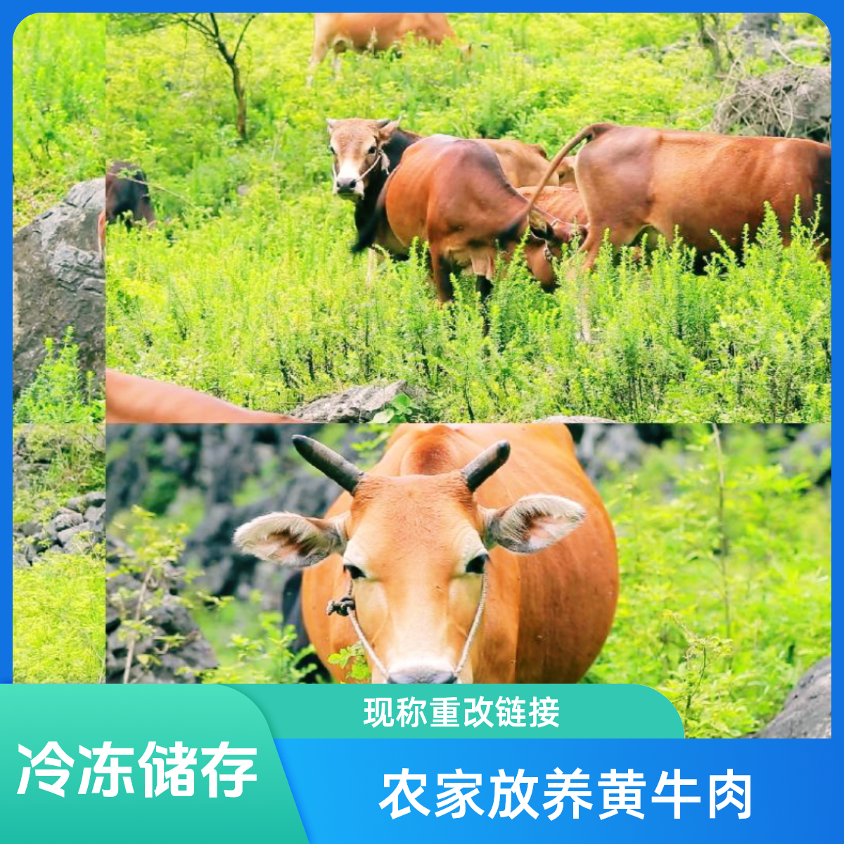 黄牛肉【外省 现切现称重】纯干不注水  5斤包邮农家冷冻