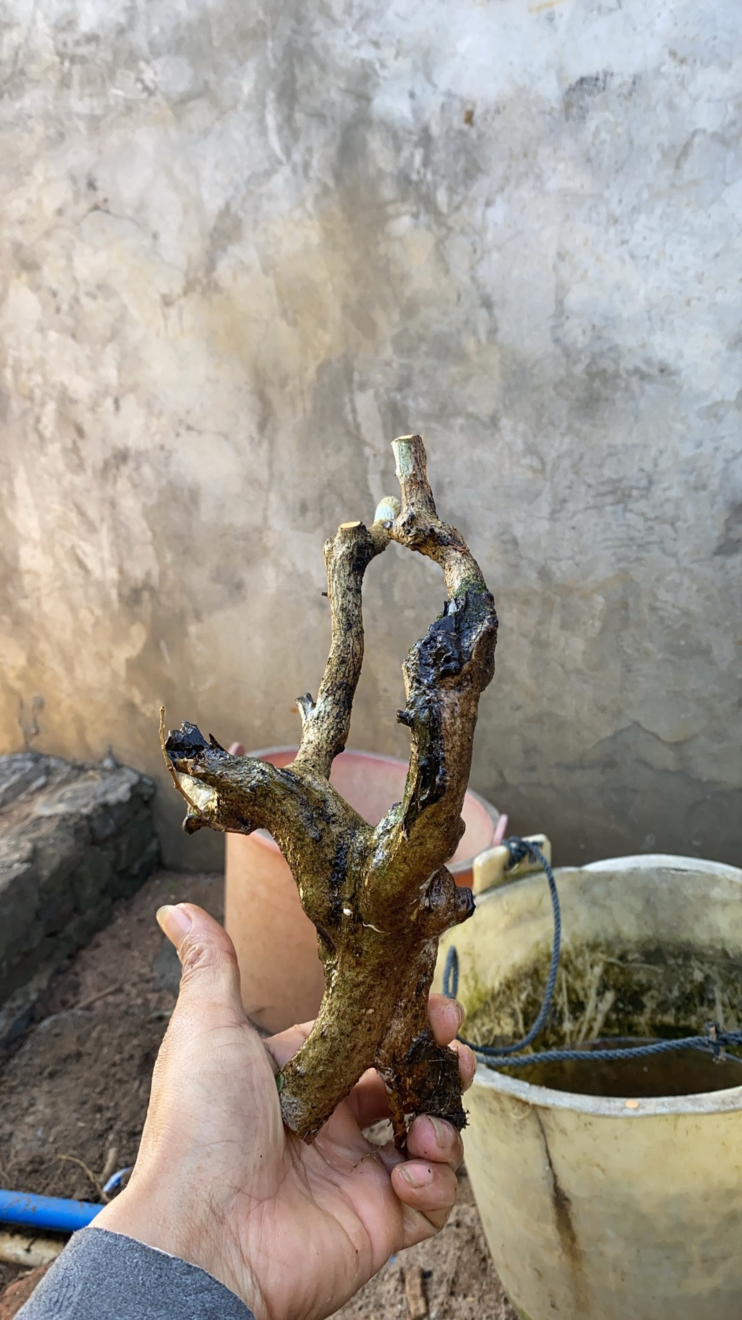 海南儋州博兰小老桩，这是直播间的链接，私拍下不发货。