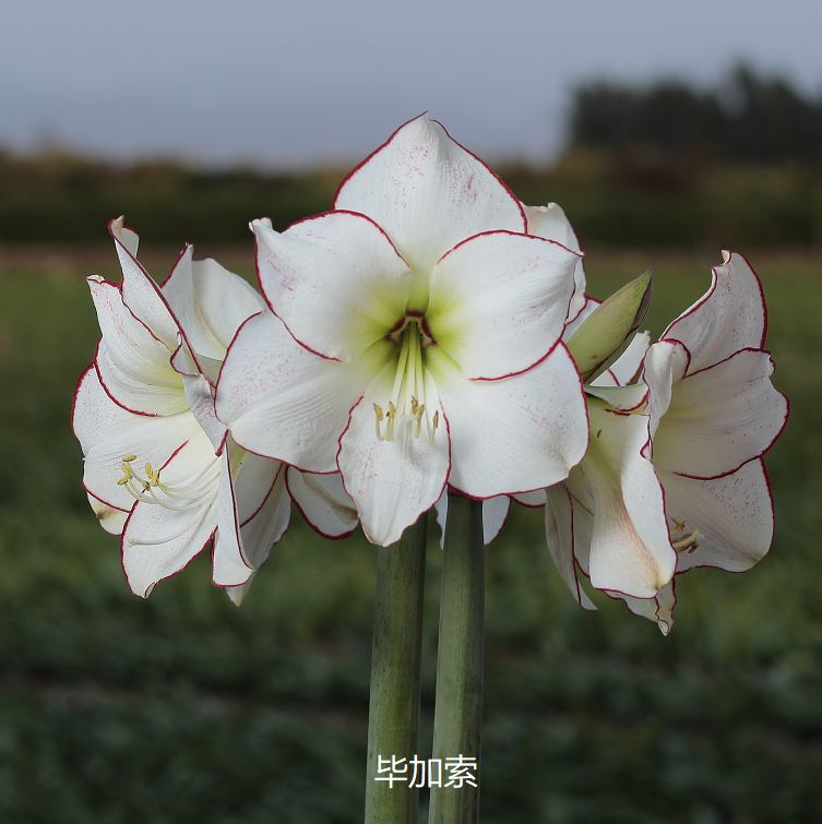 悠暖花开【秘鲁进口朱顶红：毕加索】喷砂 种球球根好养活 阳台 现货
