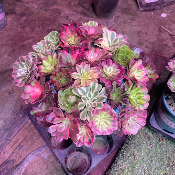 法师多肉植物带根指甲盖苗品种多，个小皮实好养