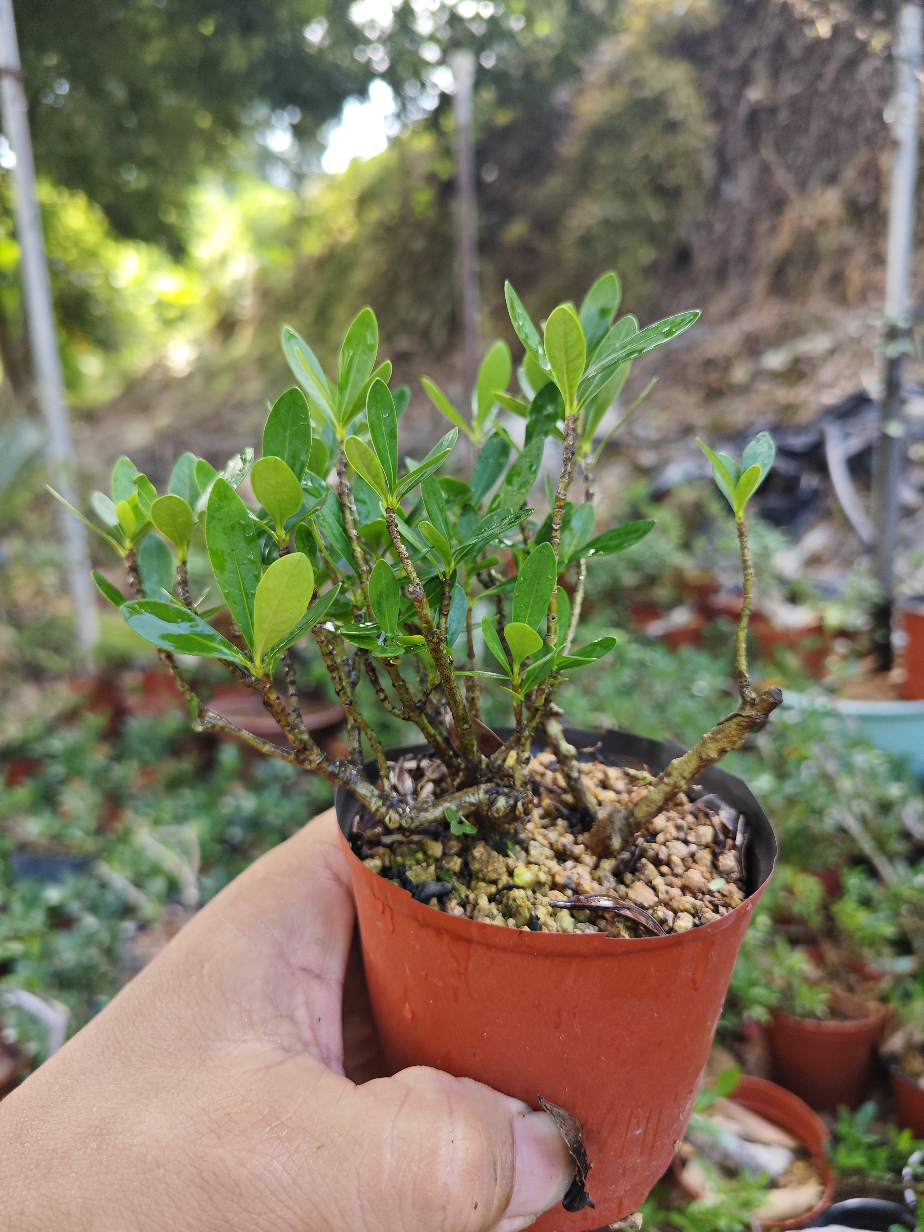 栀子小叶栀子花盆栽节日放福利