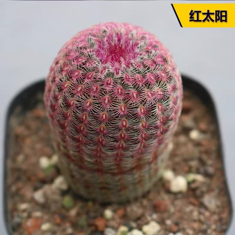 小号实生根红太阳  4cm左右 小仙人柱