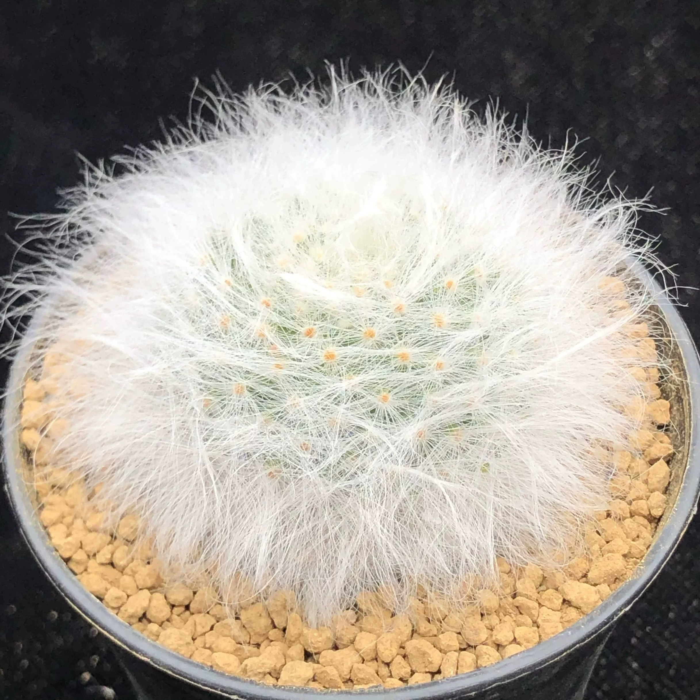 无刺丽光殿  毛茸茸可爱仙人球