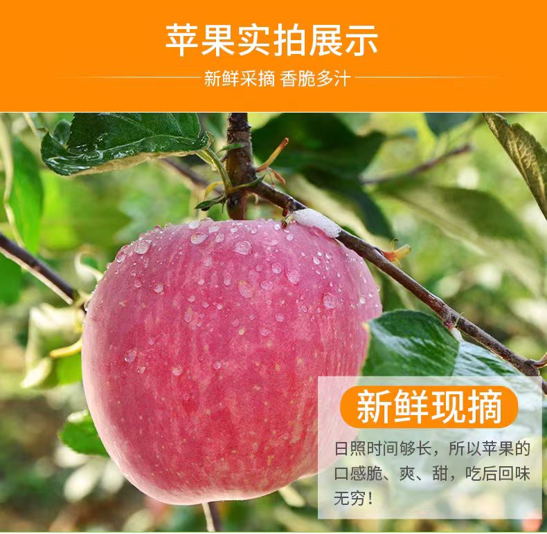 辽西九门口高山条纹连片红富士苹果新鲜采摘奶油一件也是产地价