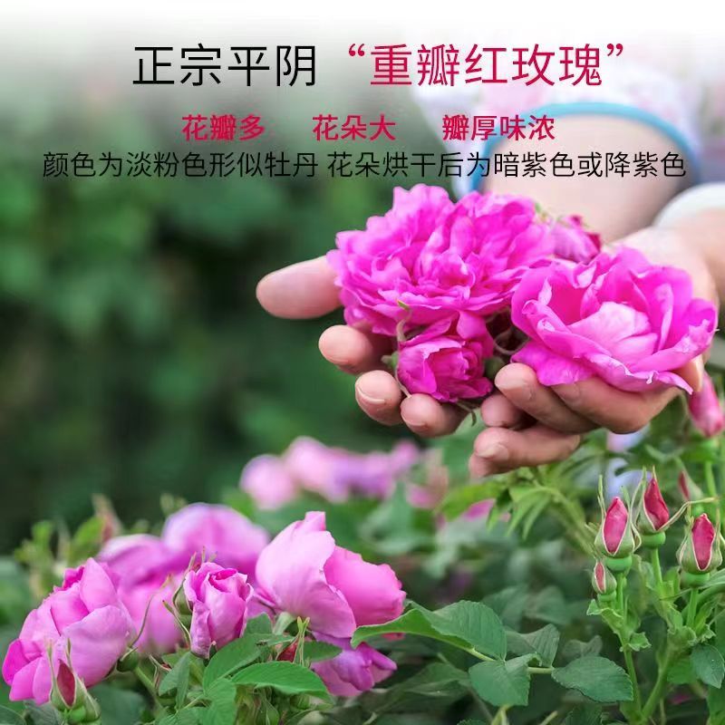 可食玫瑰花苗山东平阴玫瑰牙贴玫瑰可盆栽地栽 不包成活