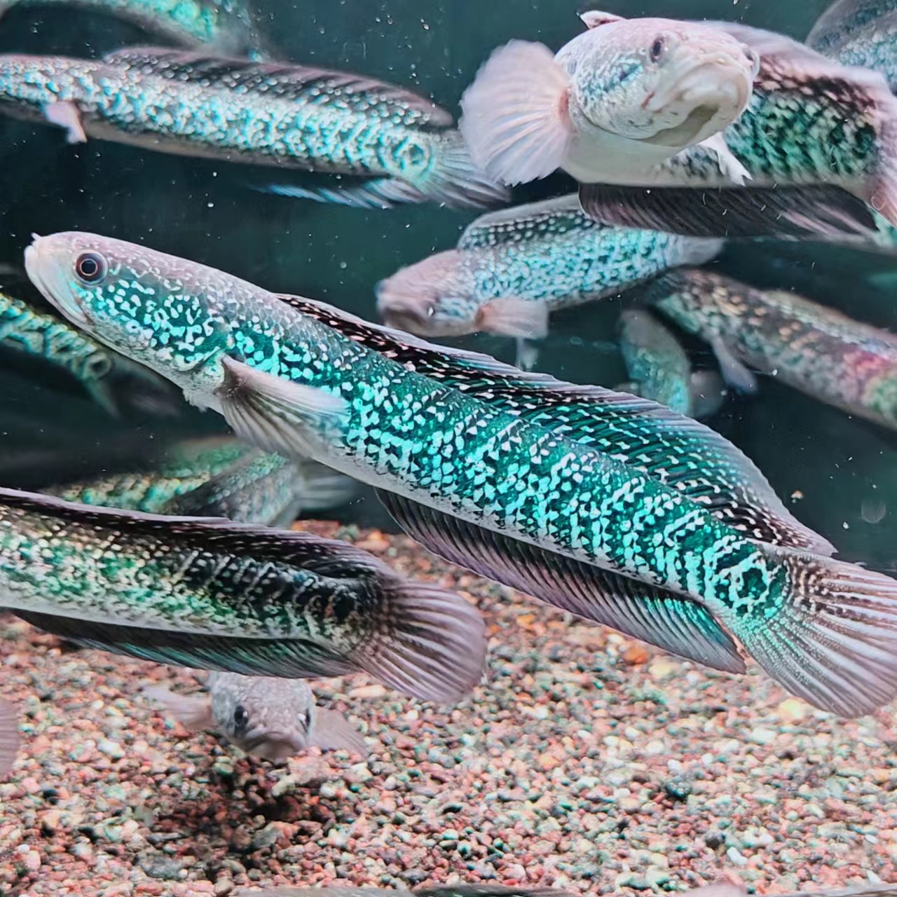 台湾红白闪点月鳢 蓝天目雷龙星钻雷龙雷龙观赏鱼热带鱼混养