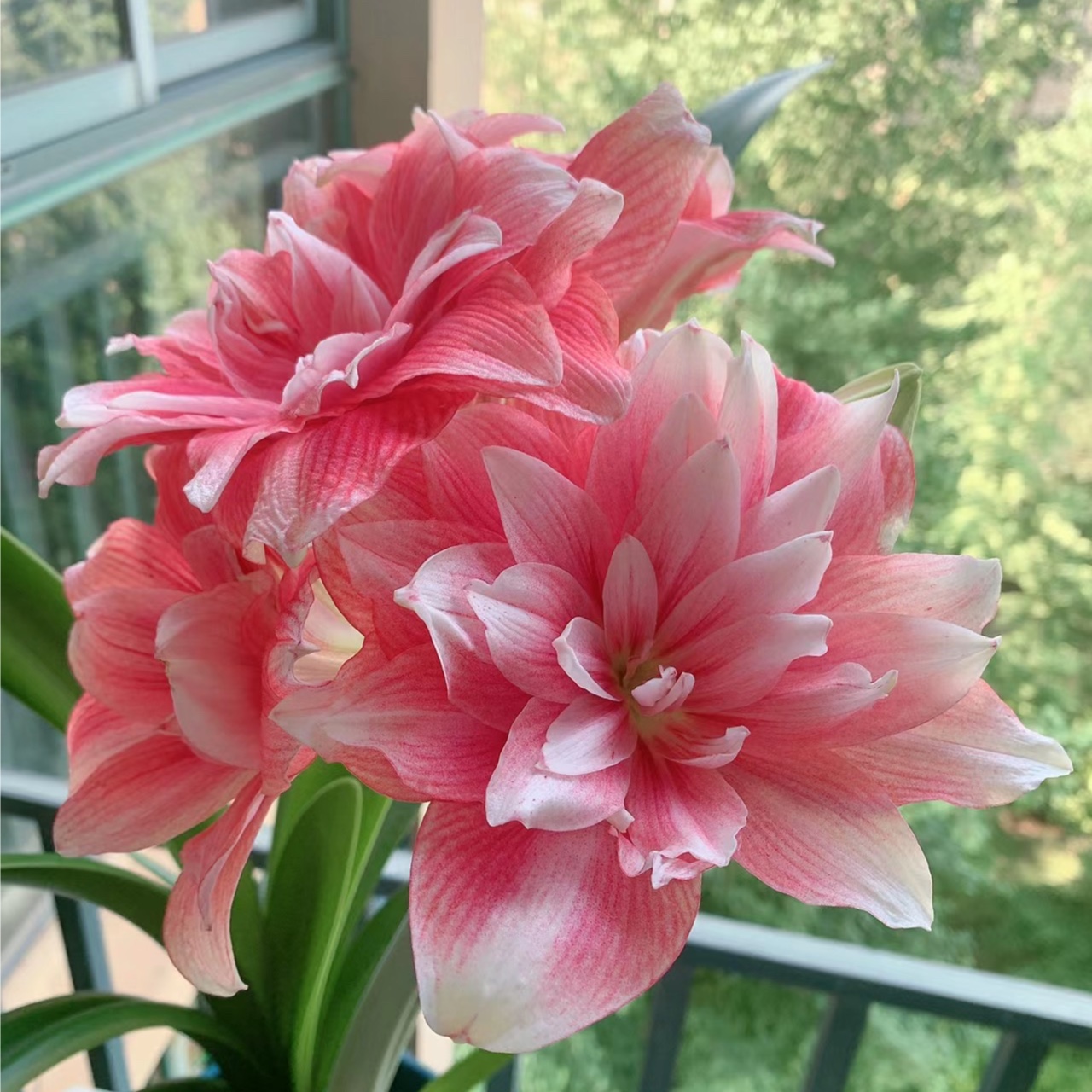 逸植朱顶红【双梦】重瓣种球