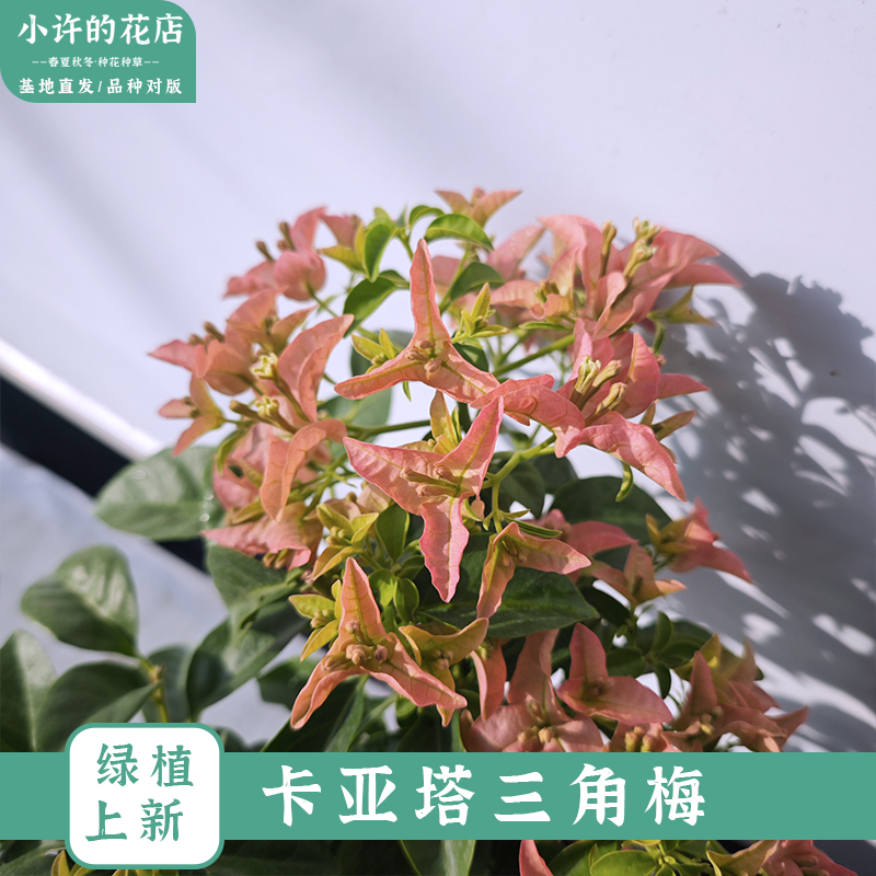 【卡亚塔三角梅】新手推荐复古花色勤花品种四季开花爬藤阳台庭院