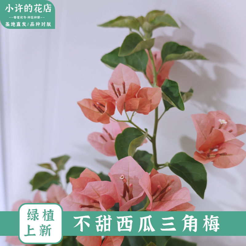 【不甜西瓜三角梅】对版勤花盆栽四季基地阳台爬藤【小许的花店】