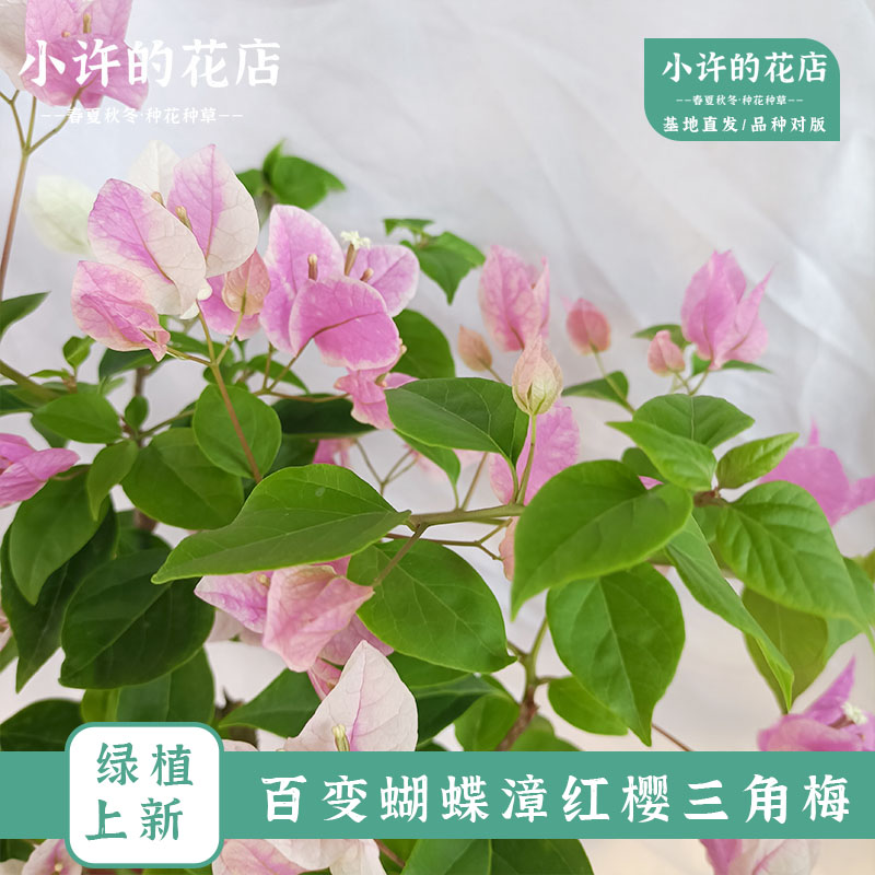 【漳红樱三角梅】百变花蝴蝶兰带花四季庭院种植勤三角梅花