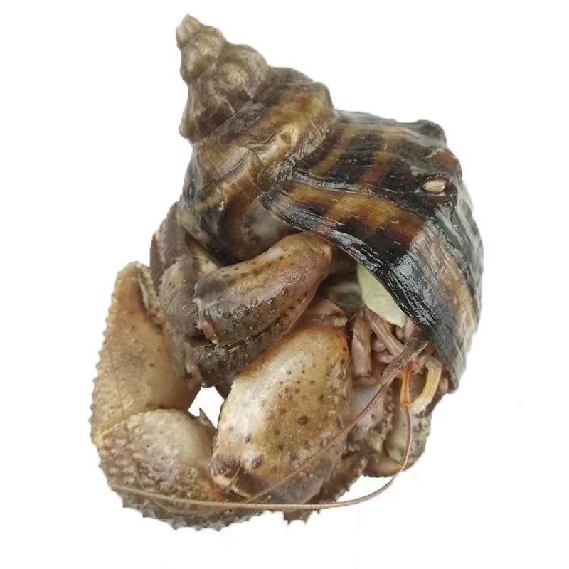 大连当地虾怪保鲜不保活带壳发货个别有沙蝉易掉腿