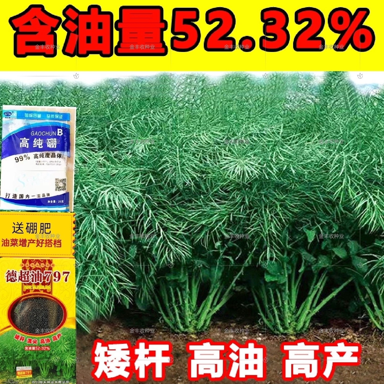 大田抗病抗倒伏德超油797 油菜种子高产油菜籽菜种杂交矮杆易机收