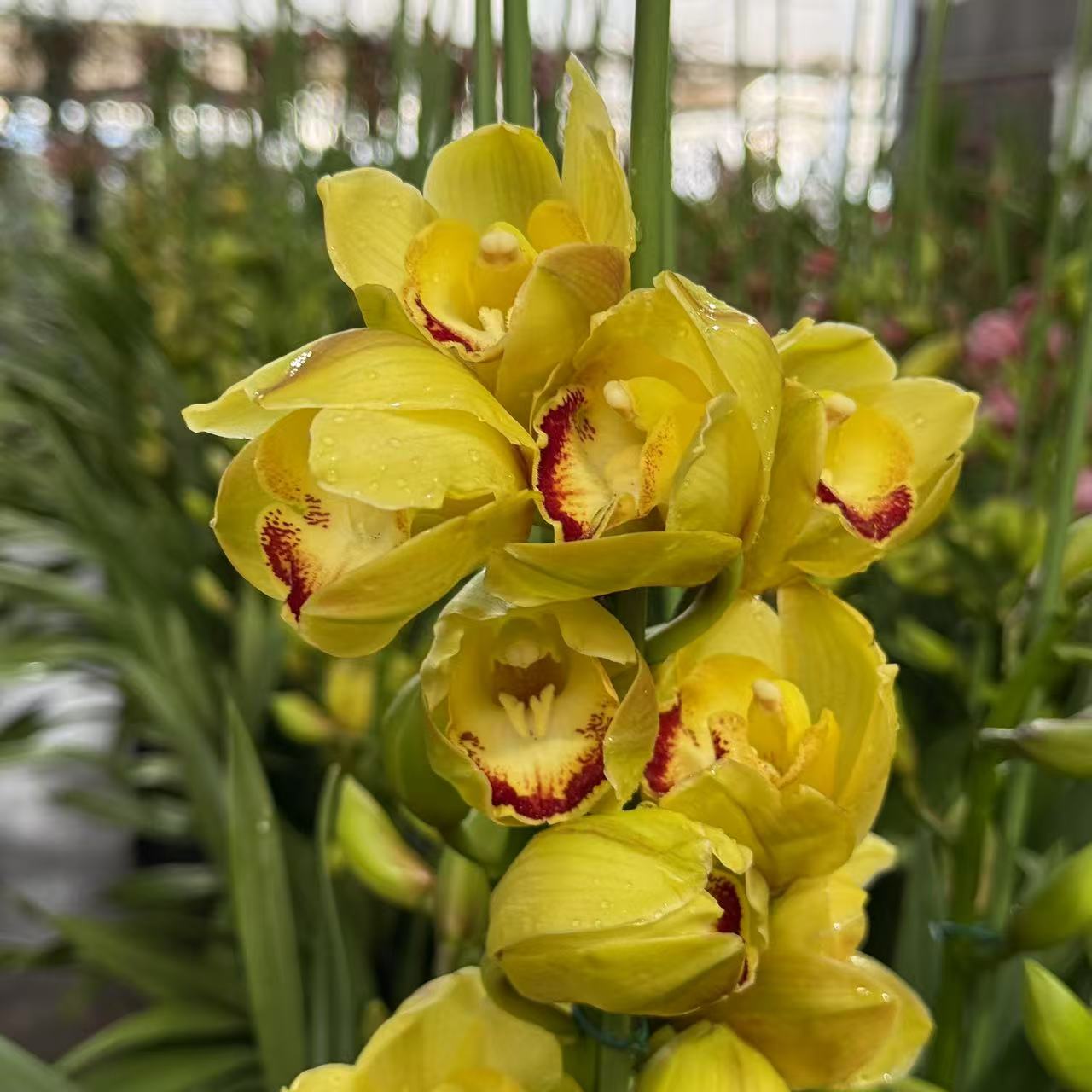 黄金岁月直立款大花惠兰金黄色年宵花高端大气落地款