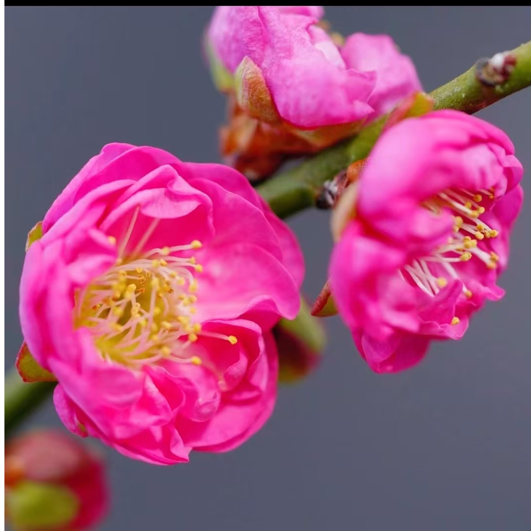 梅花老桩盆景耐寒傲雪寒梅